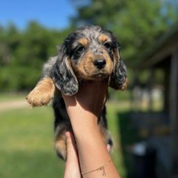 Moose-AKC . PRA clear - Dapple male Dachshund puppy in Dover, Oklahoma from Freckles and Furballs