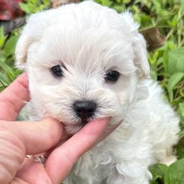 Kola - Cream male Maltipoo puppy in Lebanon, Kentucky from Mosaic Merle Doodles