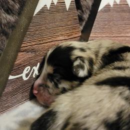Australian Shepherd Puppies from Summit Australian Shepherds
