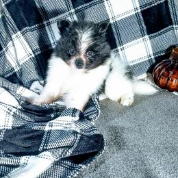 Happy - Black parti male Pomeranian puppy in Ada, Oklahoma from Once Upon A Puff