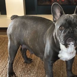 Mooney - French Bulldog
