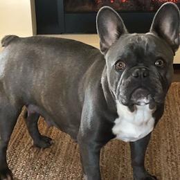 Mooney - French Bulldog