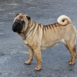 Chinese Shar-Pei from Hannaggin Shar Pei