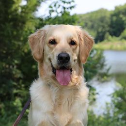 Motley - Golden Retriever