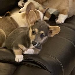Freya - Blue Pembroke Welsh Corgi puppy in Dickinson, Texas from Gulf Coast Corgis