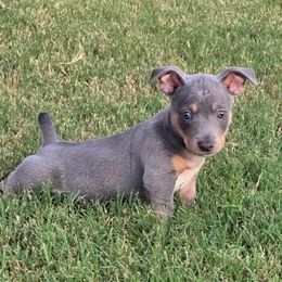 Odin - Blue and white male Teddy Roosevelt Terrier puppy in Claremore, Oklahoma from Travelin' Man Terriers
