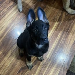 Castiel - German Shepherd