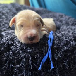 Astro - Blue - Golden male Golden Retriever puppy in Lucasville, Ohio from Halo Kennels