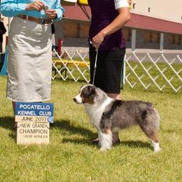 COOPER  - Miniature American Shepherd