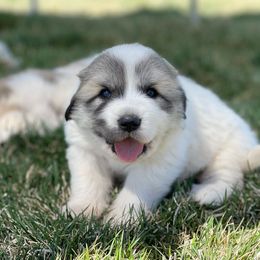 Prince - White Great Pyrenees puppy in Cedar City, Utah from Forestwood Farms Great Pyrenees