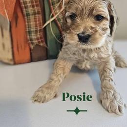 Posie - Golden female Cockapoo puppy in Rutherford County, North Carolina from Simply Grace Farms