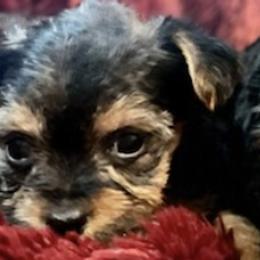 Yorkshire Terriers from Karen's Yorkshire Terrier