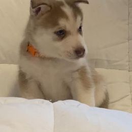 Siberian Husky Puppies from Morgan's Siberian Huskies