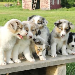 Australian Shepherd Puppies from Real McCoy Australian Shepherds