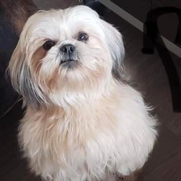 Shih Tzus from Moore’s Family Shih Tuz’s