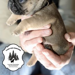 French Bulldog Puppies from Camp Fine Frenchies
