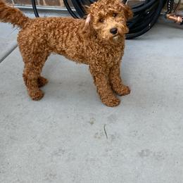 Assorted Doodle Crosses, Bernedoodle, Goldendoodle, and Labradoodle All Grown Up from Erica’s Doodles