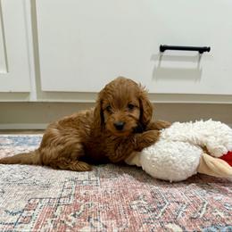 Lulu - Red female Cockapoo puppy in Beresford, South Dakota from DAKOTA DOOD RANCH