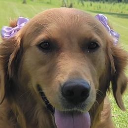 Golden Retriever All Grown Up from Bear Ridge Kennels