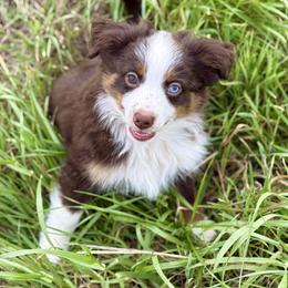 George (tail) - Red tri male Toy Australian Shepherd puppy in College Station, Texas from South Paw Toy Aussies
