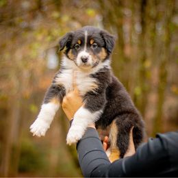 Bean - Black tri-color male Australian Shepherd puppy in Monroe, Georgia from Lovable Little Aussies