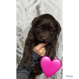 Miracle - Brown female Newfoundland puppy in New Paris, Ohio from Beatty Newfies