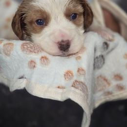 Butterscotch - Cream male Companion Cross puppy in Decatur, Illinois from Petite Pups
