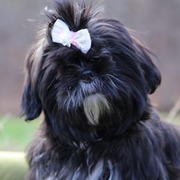 Shichons and Shih Tzus from Willow River
