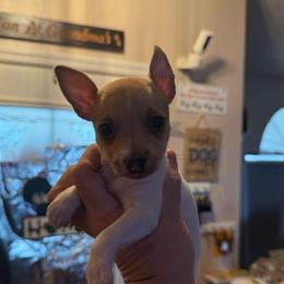Pup B - White and tan male Toy Fox Terrier puppy in Clermont, Florida from Debbie Hiles's Toy Fox Terriers