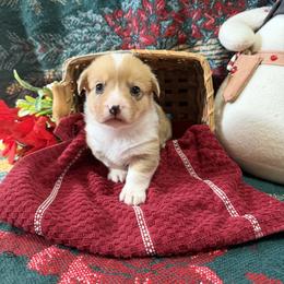 Magnolia - Red merle and white female American Corgi puppy in Lubbock, Texas from Ace High Corgis