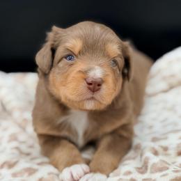 Girl 1 - Red tri female Miniature Australian Shepherd puppy in Arcadia, Indiana from Sunset Cowgirl Mini Aussies