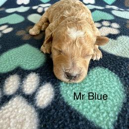 Mr Blue - Apricot male Goldendoodle puppy in Lowville, New York from Valley View Doodles