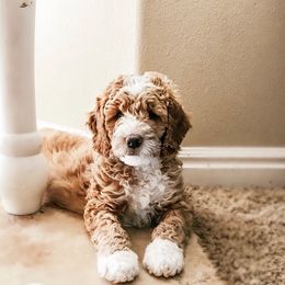 Bernedoodle and Goldendoodle Puppies from Happy Doodle