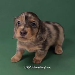 Nate - Chocolate and tan male Dachshund puppy in Oklahoma City, Oklahoma from OkieDoxieland Dachshunds