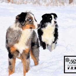 Miniature Australian Shepherd All Grown Up from Rustic Original Aussies