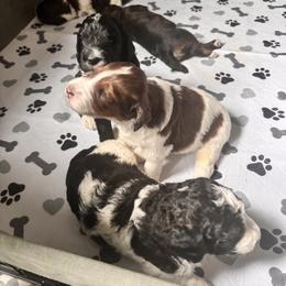Bernedoodle, Cockapoo, and Goldendoodle Puppies from Avery Doodle Day LLC