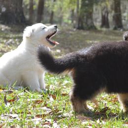 Berger Blanc Suisse and German Shepherd Puppies from Vom Hundhaus German Shepherds