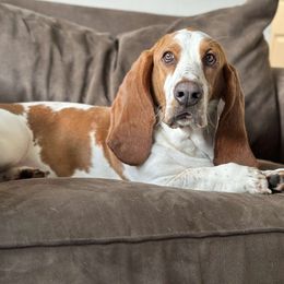 Rose - Basset Hound
