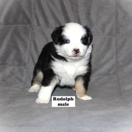 Miniature Australian Shepherd Puppies from Monticello Mini's