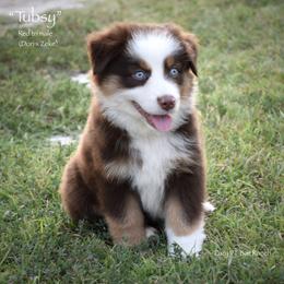 Tubsy - Red tri male Miniature Australian Shepherd puppy in Evant, Texas from Lazy VT Bar Ranch