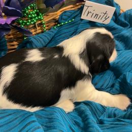 Trinity - Tri-color female Cavalier King Charles Spaniel puppy in St. George, Maine from Cloud Nine Cavaliers