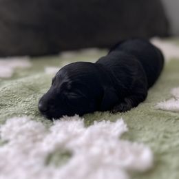 Hersheys - Black and tan Dachshund puppy in Moore, South Carolina from Tippy Toes Dachshunds