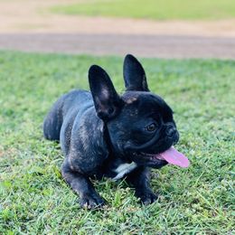 French Bulldog Puppies from Country Lace French Bulldogs