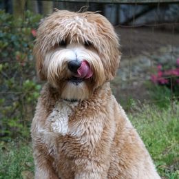 Australian Labradoodles from Southern Charm Labradoodles