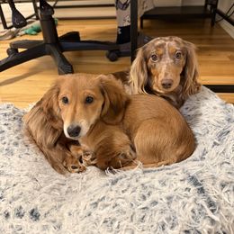 Dachshund Puppies from The Long Dog Lounge of Montana