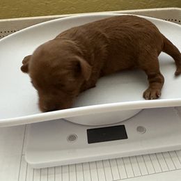 Goldendoodle Puppies from Miss Cindy’s Doodles
