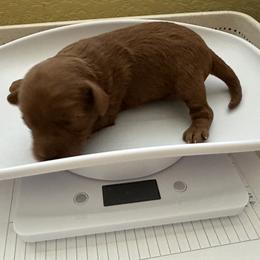 Goldendoodle Puppies from Miss Cindy’s Doodles