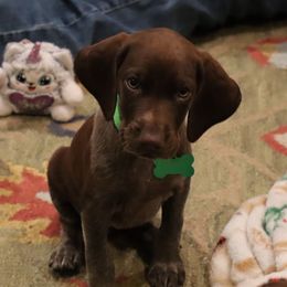 Green - Liver roan female German Shorthaired Pointer puppy in Ozark, Alabama from Judy Creek GSP's