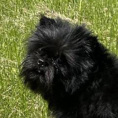 Senya - Affenpinscher