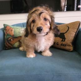 Delilah - Cream female Dachshund puppy in West Plains, Missouri from Spring Creek Dachshunds